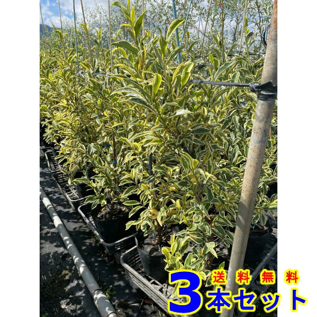 お庭で季節の花と緑を楽しむ 樹高0 8ｍ前後 斑入りサカキ榊 3本樹高0 8ｍ前後植木植木苗木シンボルツリー生垣 猪之助商店送料無料フイリサカキフイリサカキ