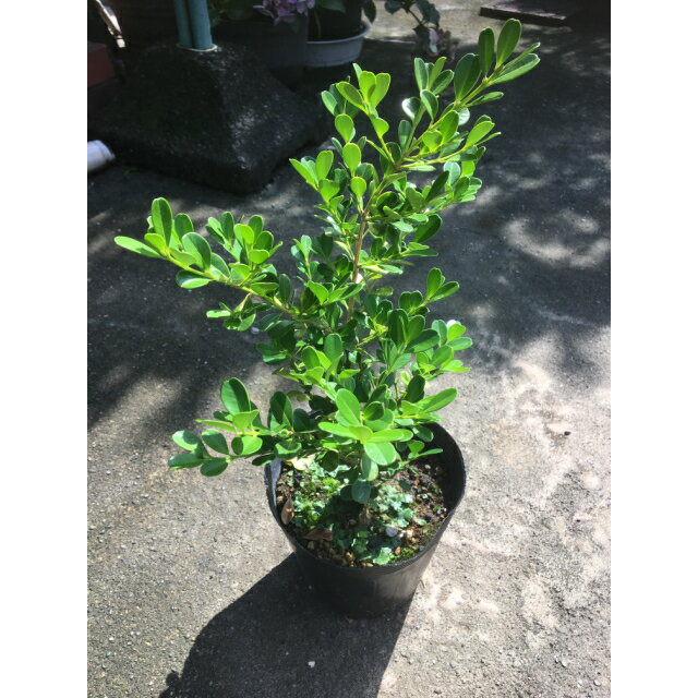 全国無料 Sale生垣 ボックスウッド 常緑樹 低木 13 5p 樹高 0 3m前後 本 植木 苗木 シンボルツリー 生垣 猪之助商店 全国無料 Sale生垣 ボックスウッド 常緑樹 低木 13 5p 樹高 0 3m前後 本 植木 苗木 シンボルツリー 生垣 猪之助商店