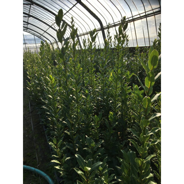 15 0ｐ 植木 樹高 0 8ｍ前後 0 8ｍ前後 ゲッケイジュ 30本 猪之助商店送料無料 生垣 お庭で季節の花と緑を楽しむ 月桂樹 15 0ｐ 植木