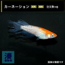 【カーネーション】メダカ めだか 生体 成魚 稚魚 ヒレ長 ワイドフィン 普通種体型 ヒカリ体型 10 匹 送料無料 ペア 改良メダカ 高級メダカ めだか生体 品種改良 メダカペア メダカ販売 めだか販売 メダカ通販 種類 高級 ペアめだか 観賞魚 淡水魚 卵 湊養魚場(4)