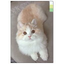 【クリアファイル】【仕分け】クリアホルダー A6 チームこねこ 黄緑 3インデックス クリアファイル 猫 在庫限り