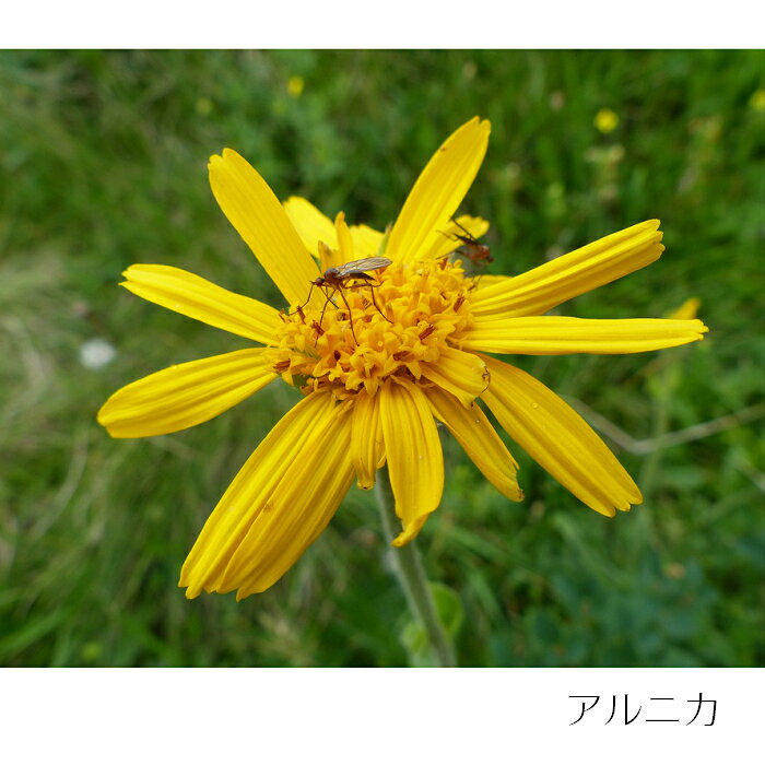 公式【正規品】Dr.ハウシュカ バーチ アルニカ ボディオイル オーガニック ドクターハウシュカ おすすめ 人気 ナチュラル 無添加 ノンケミカル 保湿 天然オイル マッサージ オイル ユニセックス 肌に優しい 伸びがいい inter-cosme-10000049 オーガニック Dr.ハウシュカSHOP サンプル画像3