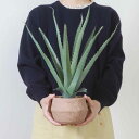 フェイクグリーン アロエ 高さ45cm セメントポット ( 観葉植物 フェイク 人工観葉植物 造花 植物 鉢植え アートグリーン 水やり不要 お手入れ簡単 リビ...