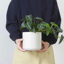 フェイクグリーン アロカシア 高さ28cm セラミックポット ( 観葉植物 フェイク 人工観葉植物 造花 植物 鉢植え アートグリーン 水やり不要 お手入れ簡単...
