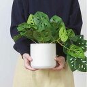 フェイクグリーン モンステラ 高さ33cm セラミックポット ( 観葉植物 フェイク 人工観葉植物 造花 植物 鉢植え アートグリーン 水やり不要 お手入れ簡単...