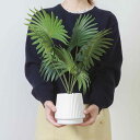 フェイクグリーン パナマソウ 高さ50cm セラミックポット ( 観葉植物 フェイク 人工観葉植物 造花 植物 鉢植え アートグリーン 水やり不要 お手入れ簡単...