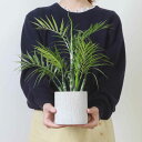 フェイクグリーン テーブルヤシ 高さ42cm ペーパーポット ( 観葉植物 フェイク 人工観葉植物 造花 植物 鉢植え アートグリーン 水やり不要 お手入れ簡単...