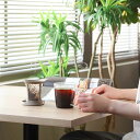コーヒーメーカー ワンカップ 170ml BATON バトン コーヒー粉 プラスチック ( HARIO 食洗機対応 マグカップ フィルター ドリッパー エコ ペ...
