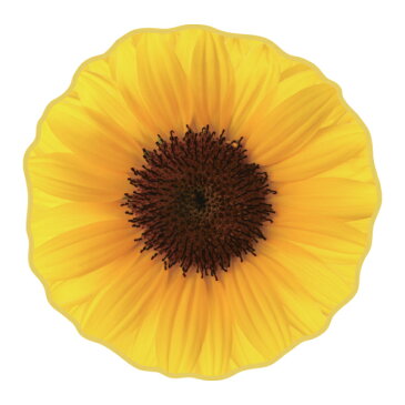 ハンドタオル リアルモチーフタオル ひまわり 花 おもしろグッズ ( リアル モチーフタオル ハンカチタオル 本物みたい おもしろい スタイ よだれかけ おしぼり 日本製 今治 イエロー )【39ショップ】