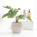 人工観葉植物 ポット モンステラ フェイクグリーン 光触媒 造花 ( ミニ 卓上 観葉植物 人口植物 フェイク アートグリーン 触媒加工 抗菌 消臭 緑 グリー...