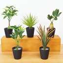 フェイクグリーン ブラックポットTS 光触媒 ( 人工観葉植物 インテリアグリーン 観葉植物 おしゃれ リアル 室内 消臭 抗菌 インテリア グリーン 人工 植...