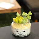 フェイクグリーン 人工観葉植物 ファミーユ 消臭アーティフィシャルグリーン ナタリー ( 造花 人工植物 観葉植物 人工 植物 多肉植物 リアル ct触媒 消臭...