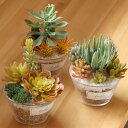 フェイクグリーン エクリア 消臭アーティフィシャルグリーン Lサイズ ( 観葉植物 フェイク 人工観葉植物 多肉植物 CT触媒 消臭 防汚 抗菌 造花 風水 水...