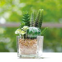 人工観葉植物 消臭アーティフィシャルグリーン ガラス 角型 ( 造花 フェイクグリーン インテリアフラワー アートフラワー 人工 フェイク 植物 多肉植物 サボ...