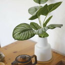 フェイクグリーン カラテア L 人工観葉植物 エクリア ( 卓上 観葉植物 造花 CT触媒 光触媒 消臭 防汚 抗菌 簡単 清潔 安心 インテリア 玄関 デスク...