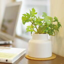 フェイクグリーン モンステラ S 人工観葉植物 エクリア ( ミニ 観葉植物 造花 CT触媒 光触媒 消臭 防汚 抗菌 簡単 清潔 安心 インテリア 玄関 デス...