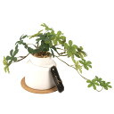 フェイクグリーン シュガーバイン S 人工観葉植物 エクリア ( ミニ 観葉植物 造花 CT触媒 光触媒 消臭 防汚 抗菌 簡単 清潔 安心 インテリア 玄関 ...