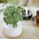 フェイクグリーン クローバー M 人工観葉植物 エクリア ( 卓上 観葉植物 造花 CT触媒 光触媒 消臭 防汚 抗菌 簡単 清潔 安心 インテリア 玄関 デス...