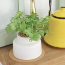 フェイクグリーン モンステラ M 人工観葉植物 エクリア ( 卓上 観葉植物 造花 CT触媒 光触媒 消臭 防汚 抗菌 簡単 清潔 安心 インテリア 玄関 デス...