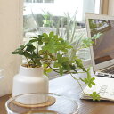 フェイクグリーン シュガーバイン M 人工観葉植物 エクリア ( 卓上 観葉植物 造花 CT触媒 光触媒 消臭 防汚 抗菌 簡単 清潔 安心 インテリア 玄関 ...