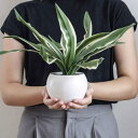 フェイクグリーン ドラセナ エクリア ハンギング ( 人工観葉植物 インテリアグリーン 観葉植物 おしゃれ 造花 リアル CT触媒 室内 消臭 抗菌 防汚 吊り...