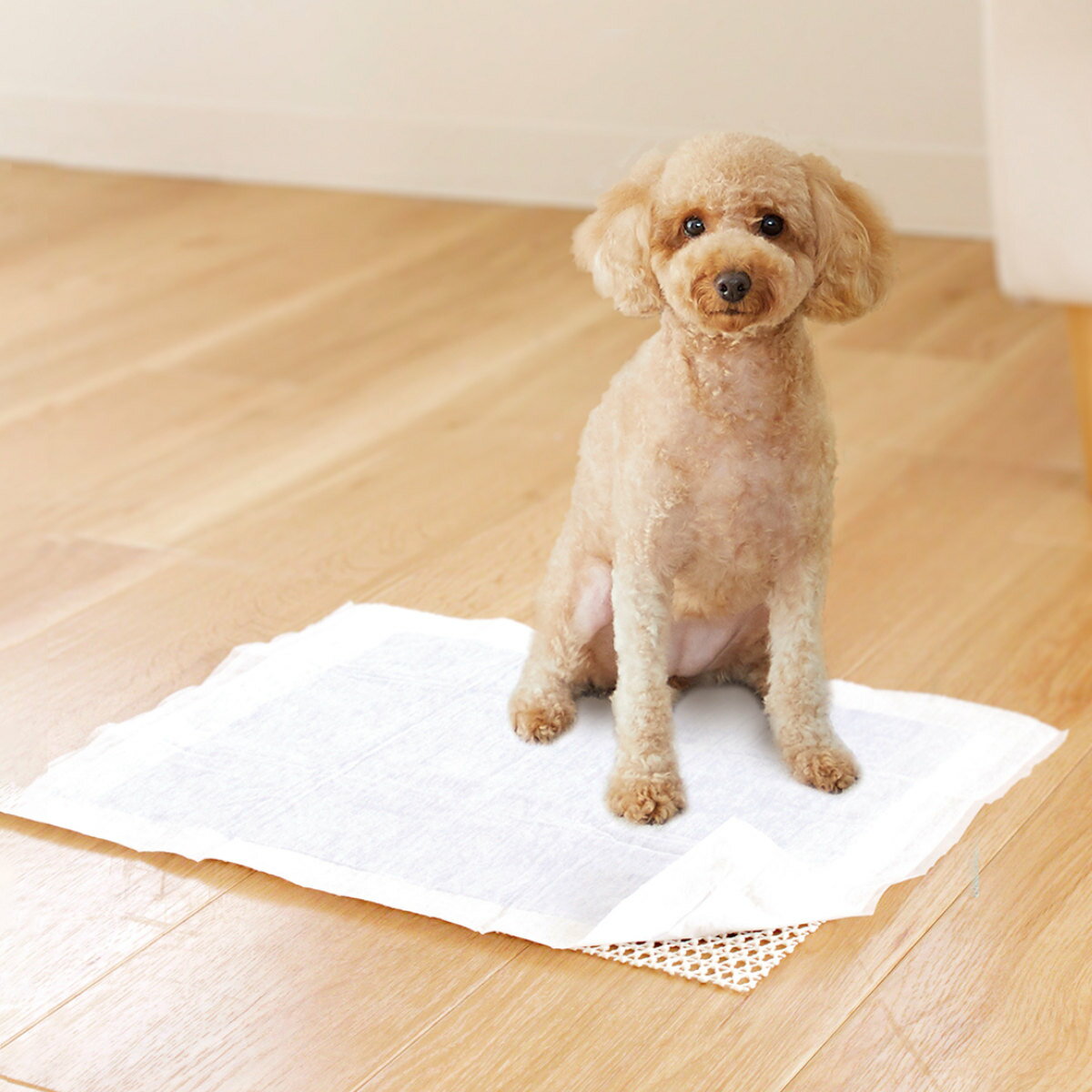 ���ߤ� ���٥�å����ڥå� �ڥåȥ����� �� ���ʤ� �� ���ߤ�ͥå� ���٤�ߤ� �ڥåȥ٥å� �ڥåȥޥå� �ա��ɥܥ��� ������ �ե꡼���å� �ڥå��Ѥ��٤�ߤ� �ڥå��� ���� ǭ�� �� �ߤ����� ���������ñ �ˡ�39����åס�