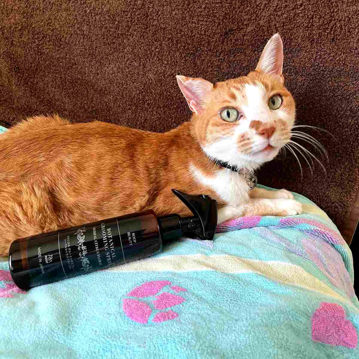 �ڥå� ���ץ졼 �롼�� �ӥ塼�ƥ��� ���롼�ߥ󥰥��ץ졼 �� �ڥåȥ��ץ졼 �ڥå��� �ȥ�ߥ� �֥�å��� �ý� �������˥å� �������� �� ǭ ��ưʪ ������ ������ �ڥå����� ŷ����ʬ �ý����ץ졼 ���� ǭ�� �Ҵ�ȩ �ˡ�39����åס�