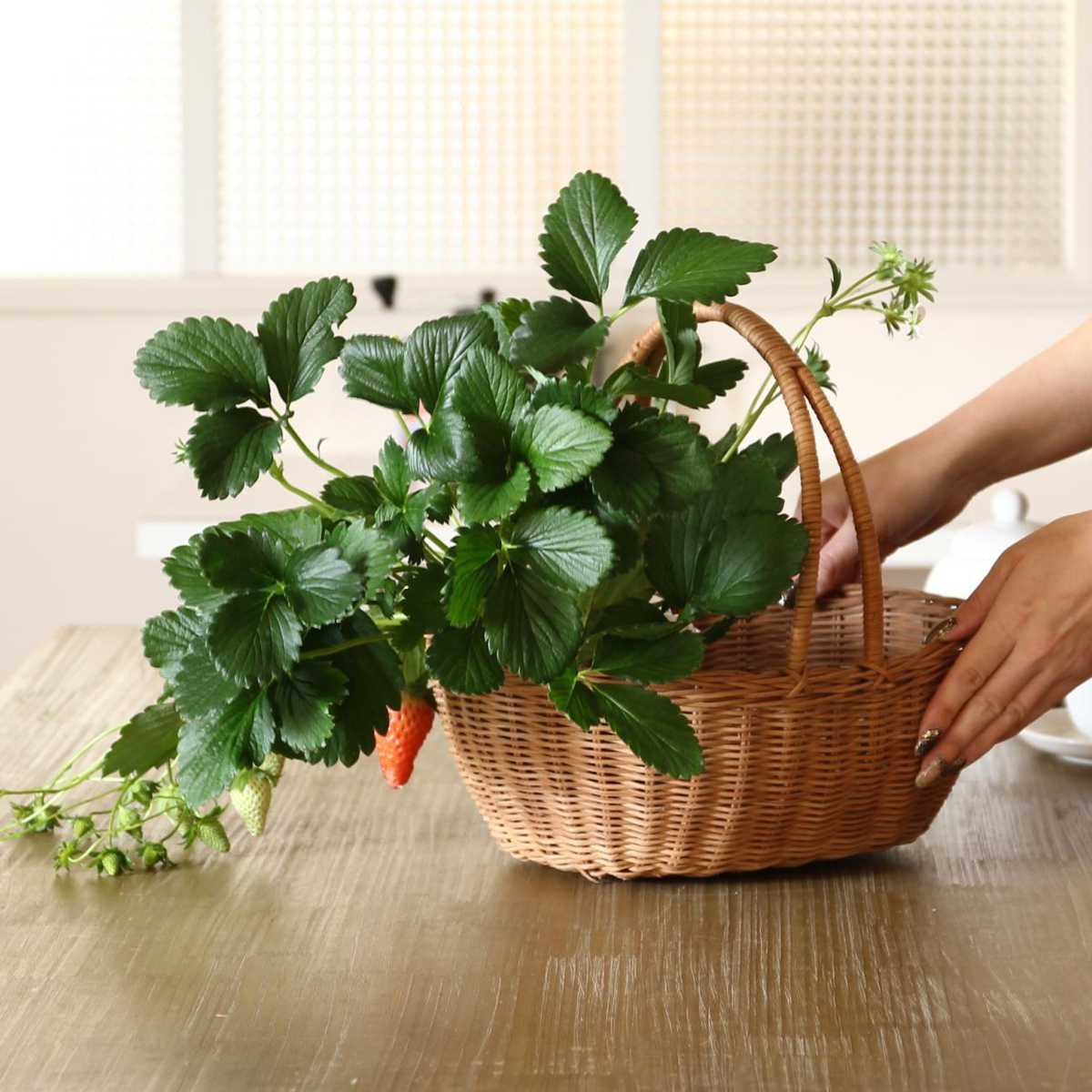 商品画像