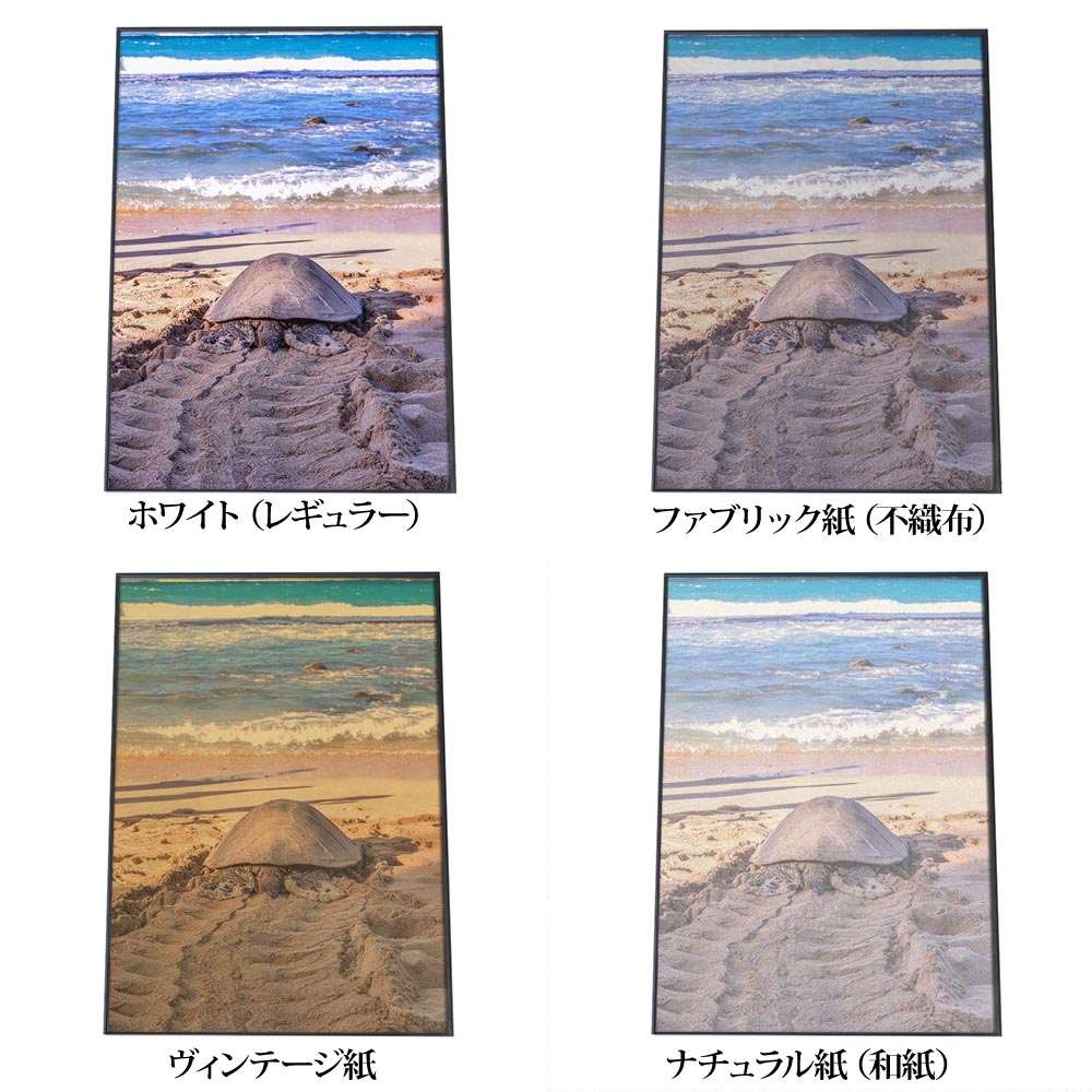 ファッションポスターEFPIの海亀 カメ ポスター 海の生き物 オーシャン 【用紙×サイズ×デザイン】 アートプリント ポスター インテリア サーフ系インテリア 水族館 水中 魚 写真【an-poster-704】｜アングル3