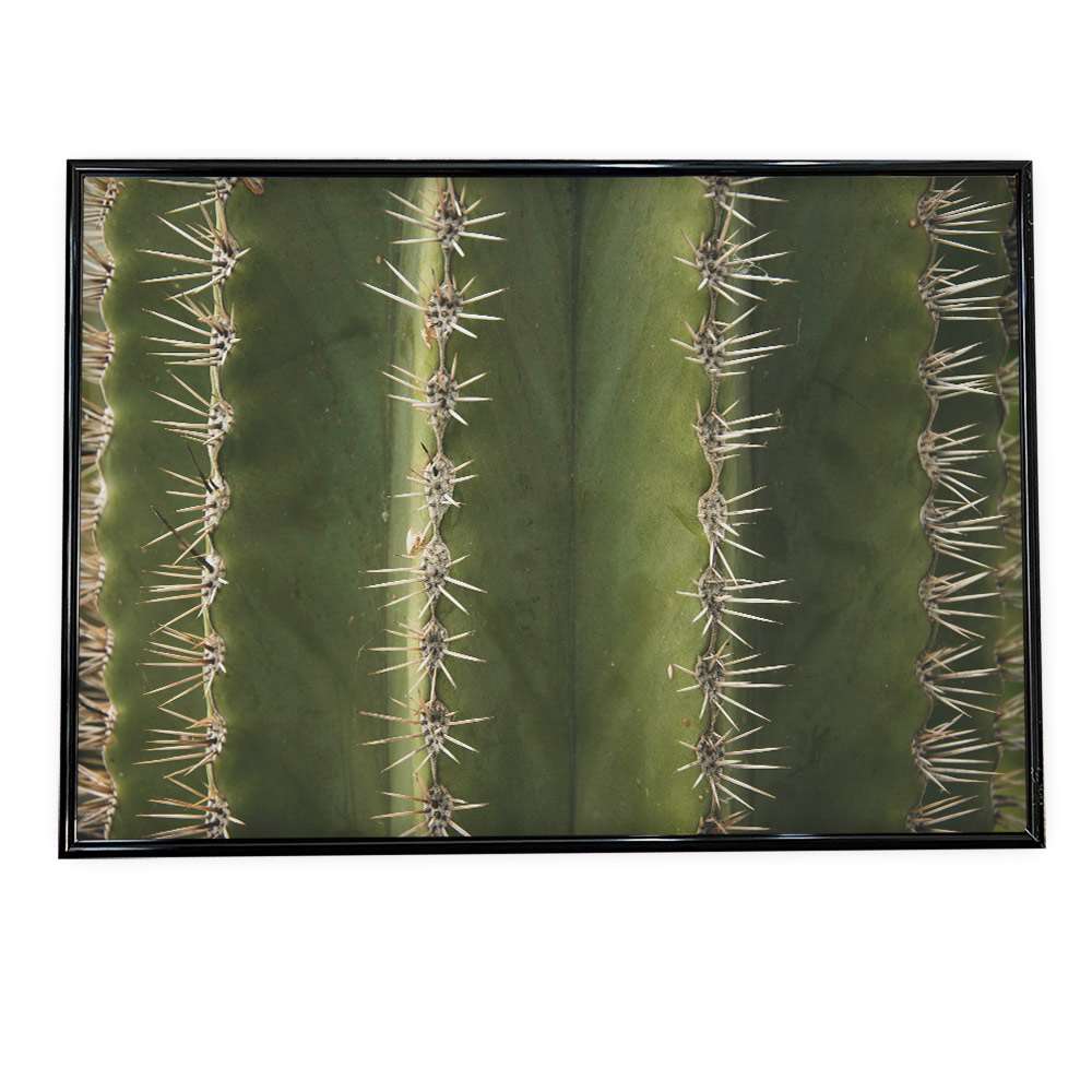 アートプリント ポスター インテリア おしゃれ サボテン カクタス 多肉 絵画 アート 画 絵 自然 USA カ..