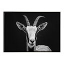 Blesbok ブレスボック アンテロープ サバンナ アフリカ 草原 自然 ネイチャー 動物 アニマル 野生動物 写真 鹿ポスター インテリア おしゃれ プリントポスター フォト シンプル お洒落 特大 大きい/lh-poster-6200