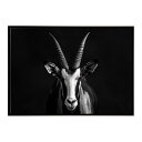 Blesbok ブレスボック アンテロープ サバンナ アフリカ 草原 自然 ネイチャー 動物 アニマル 野生動物 写真 鹿ポスター インテリア おしゃれ プリントポスター フォト シンプル お洒落 特大 大きい/lh-poster-6203