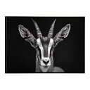 Blesbok ブレスボック アンテロープ サバンナ アフリカ 草原 自然 ネイチャー 動物 アニマル 野生動物 写真 鹿ポスター インテリア おしゃれ プリントポスター フォト シンプル お洒落 特大 大きい/lh-poster-6205