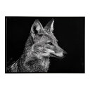 Jackal ジャッカル サバンナ アフリカ 草原 自然 ネイチャー 動物 アニマル 野生動物 写真 犬 コヨーテポスター インテリア おしゃれ プリントポスター フォト シンプル お洒落 特大 大きい/lh-poster-6652|詳細画像
