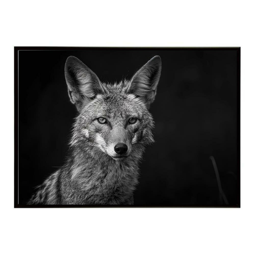 Rakuten - Jackal ジャッカル サバンナ アフリカ 草原 自然 ネイチャー 動物 アニマル 野生動物 写真 犬 コヨーテポスター インテリア おしゃれ プリントポスター フォト シンプル お洒落 特大 大きい/lh-poster-6684