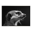 Meerkat ミーアキャット サバンナ アフリカ 草原 自然 ネイチャー 動物 アニマル 野生動物 写真ポスター インテリア おしゃれ プリントポスター フォト シンプル お洒落 特大 大きい/lh-poster-6781