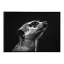 Meerkat ミーアキャット サバンナ アフリカ 草原 自然 ネイチャー 動物 アニマル 野生動物 写真ポスター インテリア おしゃれ プリントポスター フォト シンプル お洒落 特大 大きい/lh-poster-6782