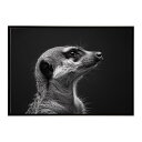 Meerkat ミーアキャット サバンナ アフリカ 草原 自然 ネイチャー 動物 アニマル 野生動物 写真ポスター インテリア おしゃれ プリントポスター フォト シンプル お洒落 特大 大きい/lh-poster-6783