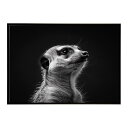 Meerkat ミーアキャット サバンナ アフリカ 草原 自然 ネイチャー 動物 アニマル 野生動物 写真ポスター インテリア おしゃれ プリントポスター フォト シンプル お洒落 特大 大きい/lh-poster-6785