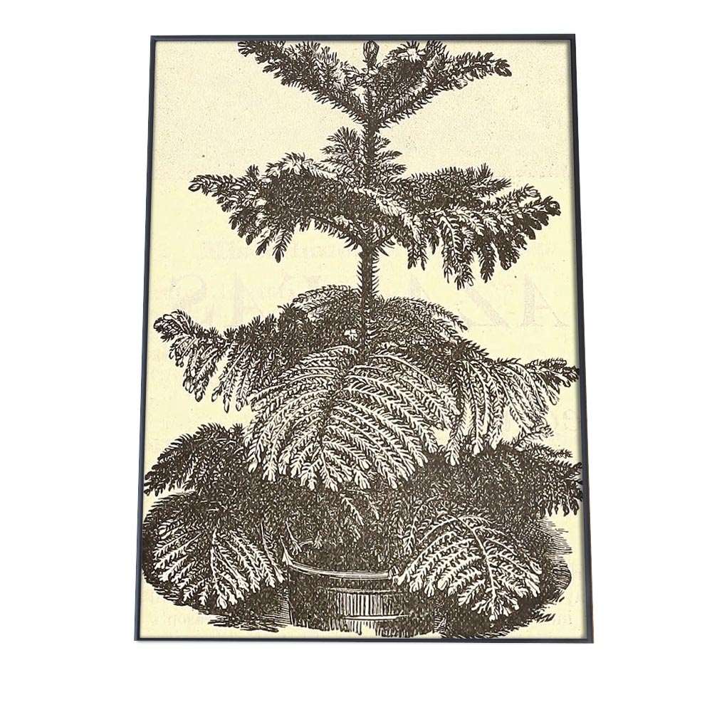 Rakuten - ポスター 博物画 白黒 モノトーン 図鑑 植物 観葉 花 インテリア おしゃれ アート モダン a0 a1 a2 a3 a4 b0 b1 b2 b3 b4 特大 大きい 小さい 縦【bn-poster-1】