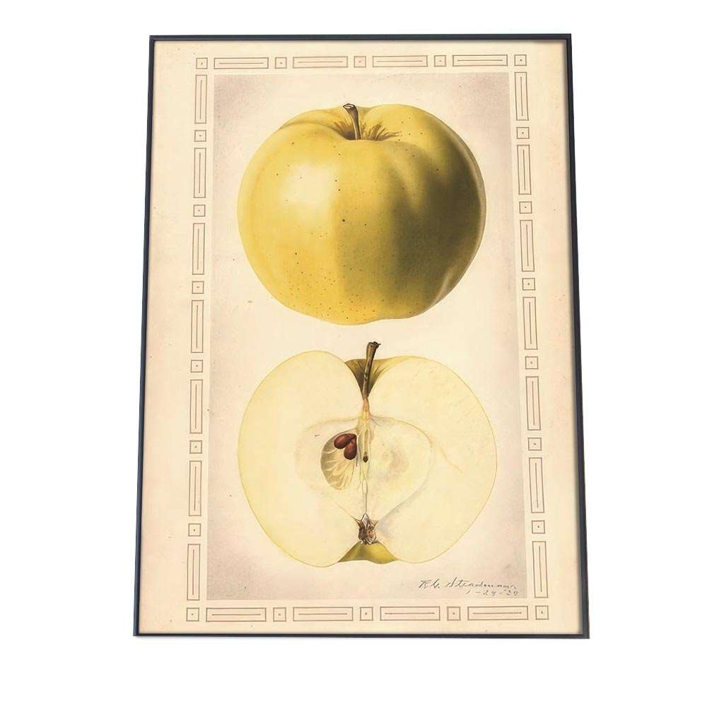 洋ナシ くだもの フルーツ 博物画 植物 ポスター 図鑑 レトロ 古い ビンテージ オールド デジタルリマスター インテリア おしゃれ アート 古紙 珍しい 縦【bn-poster-308】