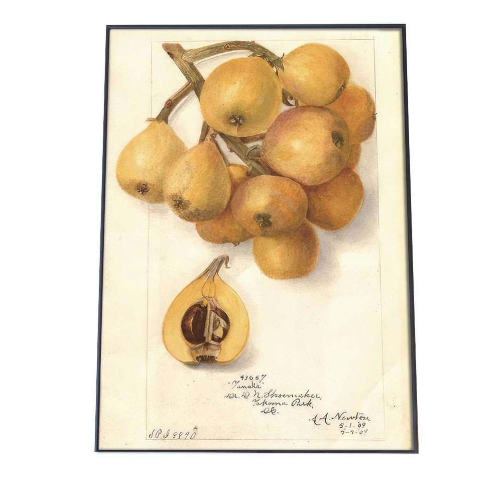 琵琶 ビワ くだもの フルーツ 博物画 植物 ポスター 図鑑 レトロ 古い ビンテージ オールド デジタルリマスター インテリア おしゃれ アート 古紙 珍しい 縦【bn-poster-312】