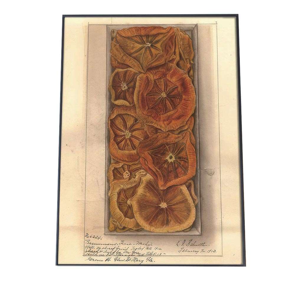 オレンジ 果物 みかん 博物画 植物 ポスター 図鑑 レトロ 古い ビンテージ オールド デジタルリマスター インテリア おしゃれ アート 古紙 珍しい 縦【bn-poster-313】