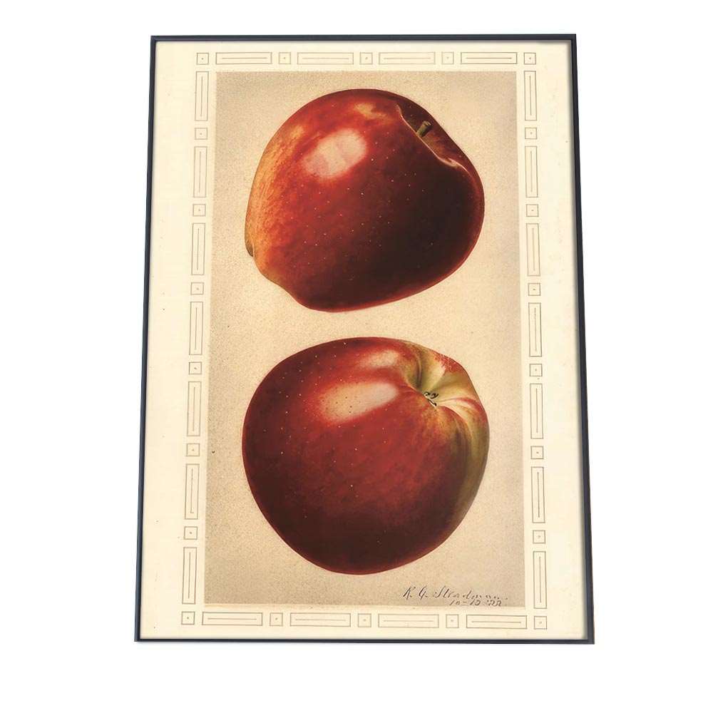 リンゴ アップル 赤 果物 植物 図鑑 レトロ ポスター 博物画 植物 図鑑 レトロ 古い ビンテージ オール..