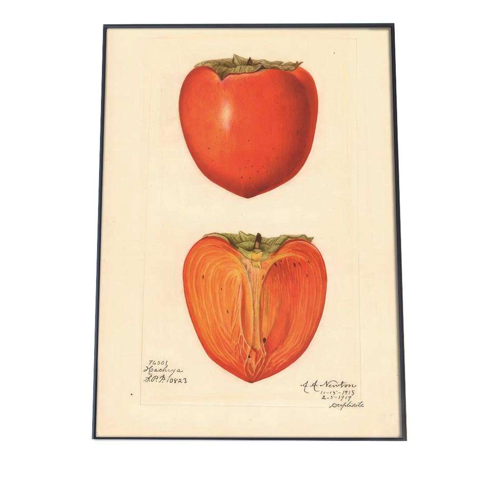 カキ 柿 オレンジ 植物 図鑑 レトロ ポスター 博物画 植物 図鑑 レトロ 古い ビンテージ オールド デジタルリマスター インテリア おしゃれ アート モダン 縦【bn-poster-339】