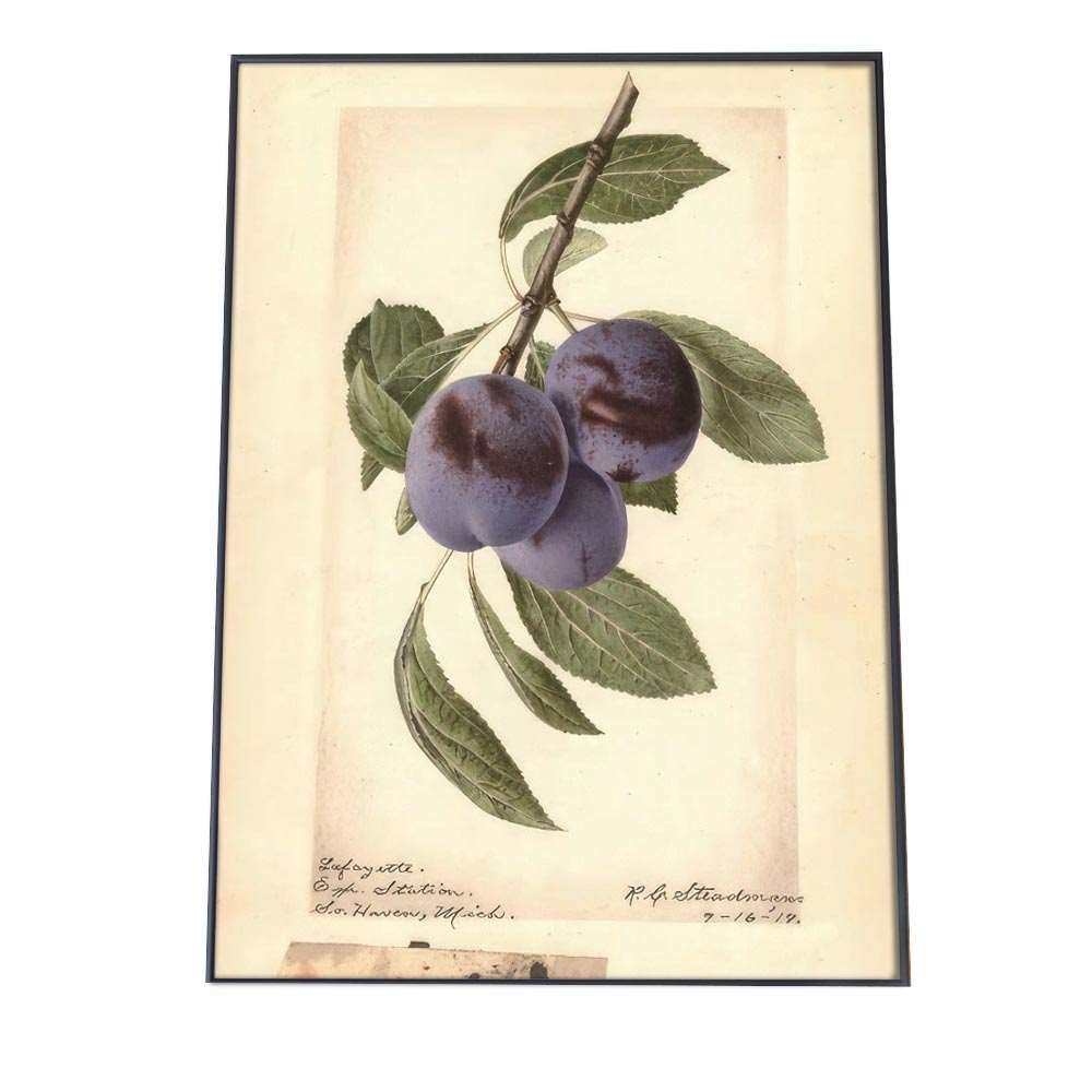 ブルーベリー ベリー 紫 植物 図鑑 レトロ ポスター 博物画 植物 図鑑 レトロ 古い ビンテージ オールド デジタルリマスター インテリア おしゃれ アート モダン 縦【bn-poster-379】