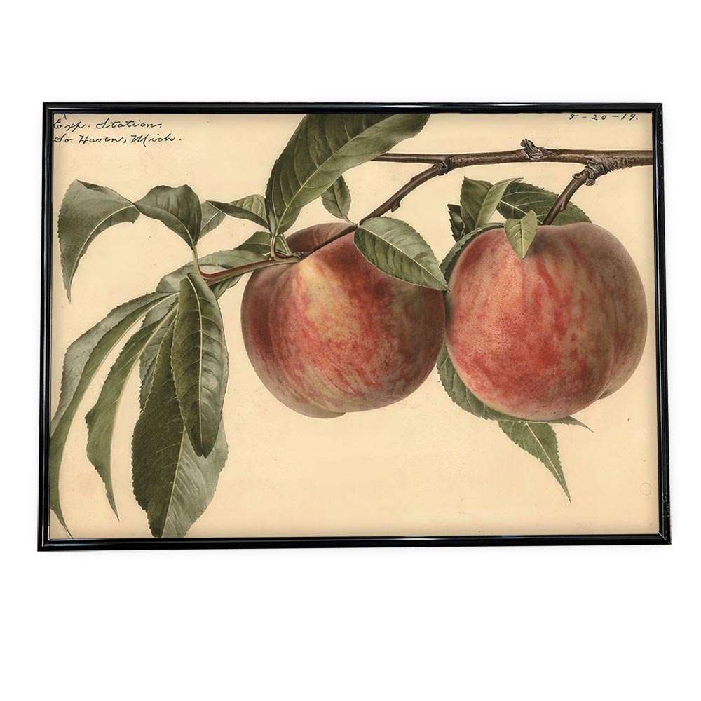 あんず すもも オレンジ 果物 フルーツ デジタルリマスター レトロ ポスター 博物画 植物 図鑑 レトロ 古い ビンテージ オールド インテリア おしゃれ アート モダン 横【bn-poster-388】
