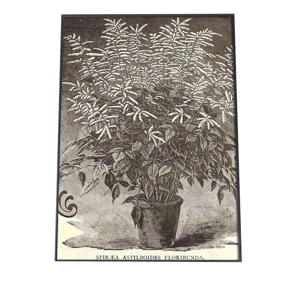 花 フラワー 博物画 植物 ポスター 白黒 モノトーン 図鑑 植物 観葉 花 インテリア おしゃれ アート モダン a0 a1 a2 a3 a4 b0 b1 b2 b3 b4 縦【bn-poster-3】