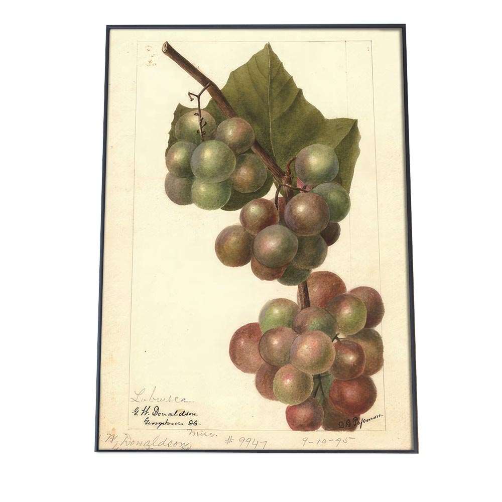 ぶどう グレープ デジタルリマスター レトロ ポスター 博物画 植物 図鑑 レトロ 古い ビンテージ オールド インテリア おしゃれ アート モダン 縦【bn-poster-414】