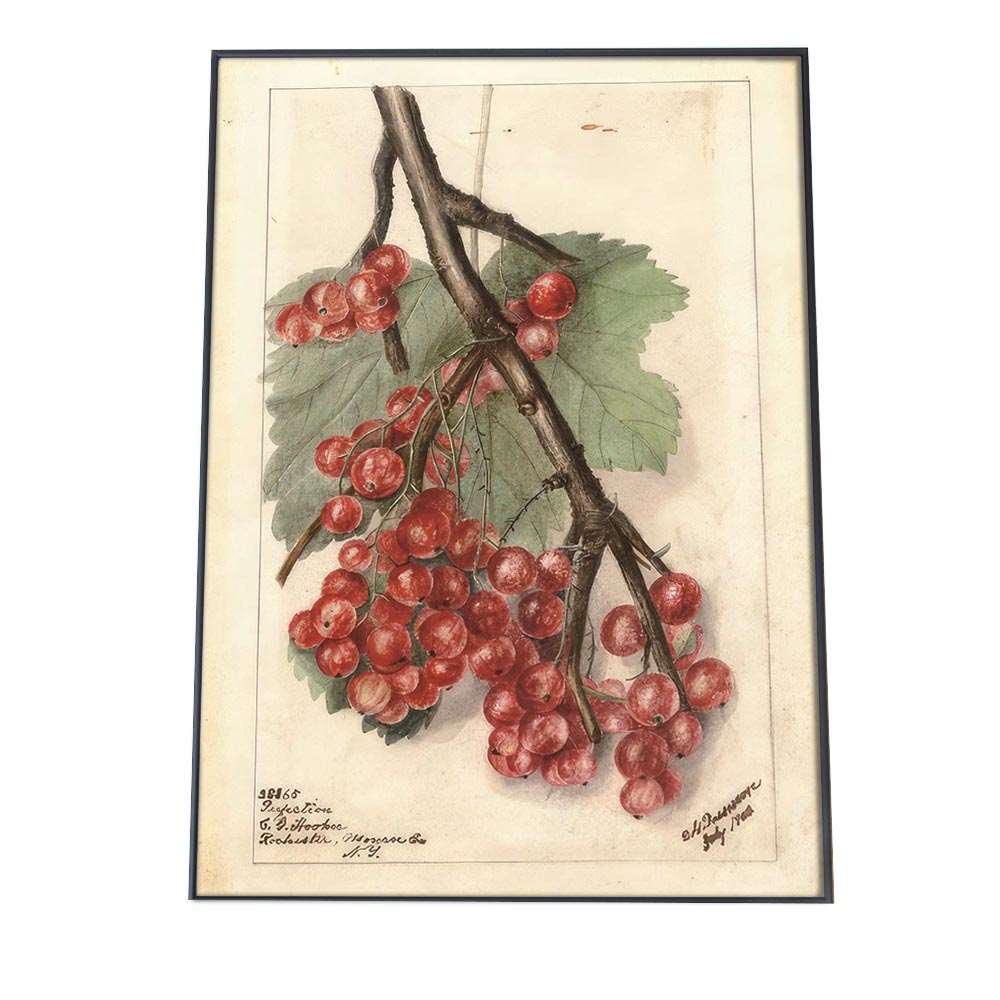 木の実 くるみ ナッツ 博物画 植物 ポスター 図鑑 レトロ 古い ビンテージ オールド デジタルリマスタ..